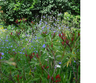 Blumen