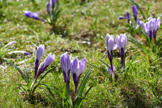 Krokusse im Kirchhof Bürglein